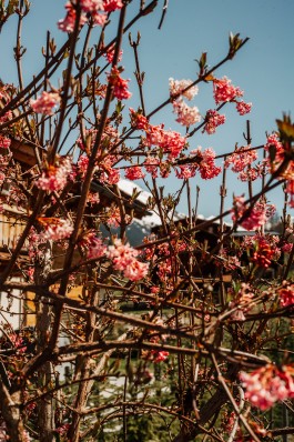 Klosters-Schlappin-Schweiz-Rudolf-Wötzel-Reportage-Portrait-Sarah-Buth-Fotograf-Hamburg-Blüten 