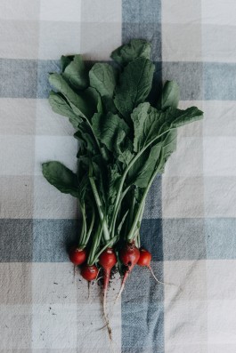 Radieschen Ernte im Schrebergarten in Hamburg 