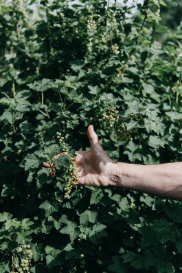 Manfred zeigt seinen Joahnnisbeerstrauch im Hamburg Schrebergarten 