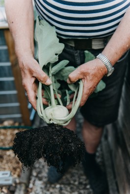 Kohlrabi Ernste aus dem Schrebergarten in Hamburg 