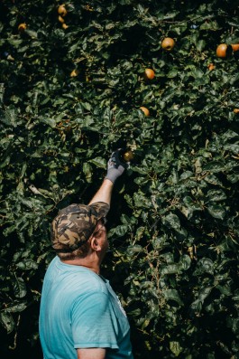 Das Geld hängt an den Bäumen Fotoreportage Apfelernte 