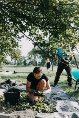 Das Geld hängt an den Bäumen Fotoreportage Apfelernte 