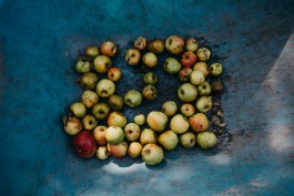 Das Geld hängt an den Bäumen Fotoreportage Apfelernte 