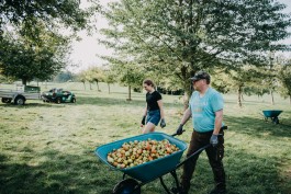 Das Geld hängt an den Bäumen Fotoreportage Apfelernte 