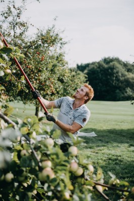 Das Geld hängt an den Bäumen Fotoreportage Apfelernte 