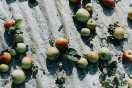 Das Geld hängt an den Bäumen Fotoreportage Apfelernte 