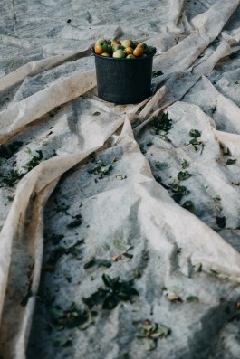 Das Geld hängt an den Bäumen Fotoreportage Apfelernte 