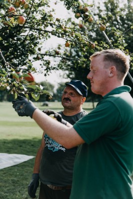 Das Geld hängt an den Bäumen Fotoreportage Apfelernte 
