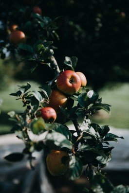 Das Geld hängt an den Bäumen Fotoreportage Apfelernte 