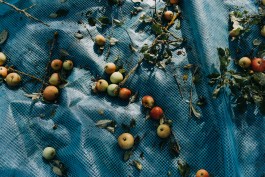 Das Geld hängt an den Bäumen Fotoreportage Apfelernte 