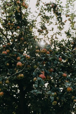 Das Geld hängt an den Bäumen Fotoreportage Apfelernte 